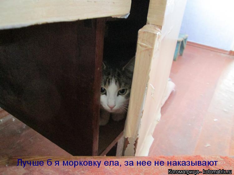 Котоматрица: Лучше б я морковку ела, за нее не наказывают