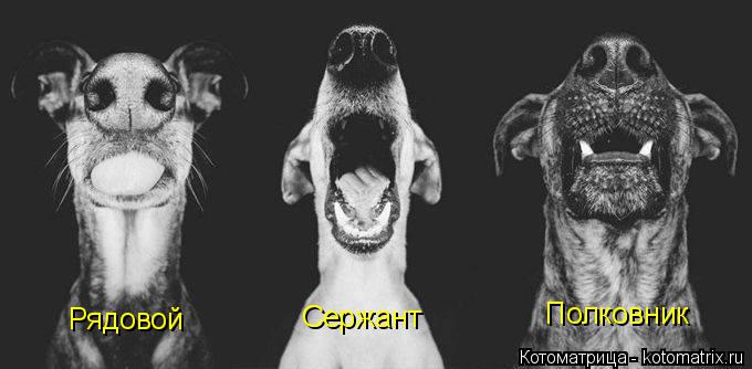 Котоматрица: Рядовой Сержант Полковник