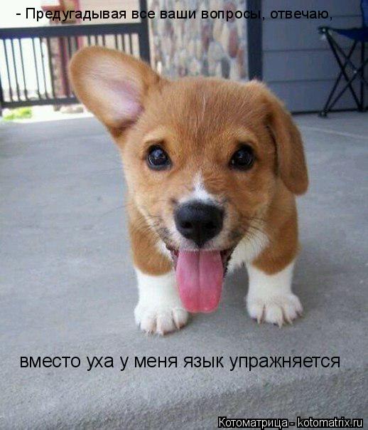 Котоматрица: - Предугадывая все ваши вопросы, отвечаю, вместо уха у меня язык упражняется