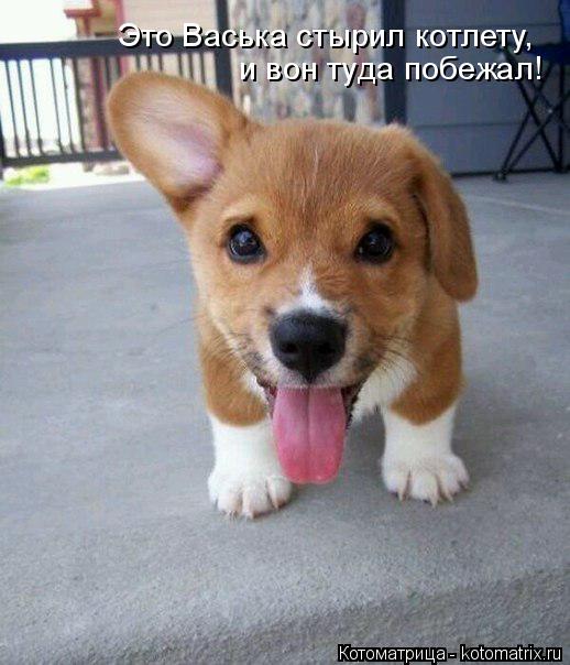 Котоматрица: и вон туда побежал! Это Васька стырил котлету,
