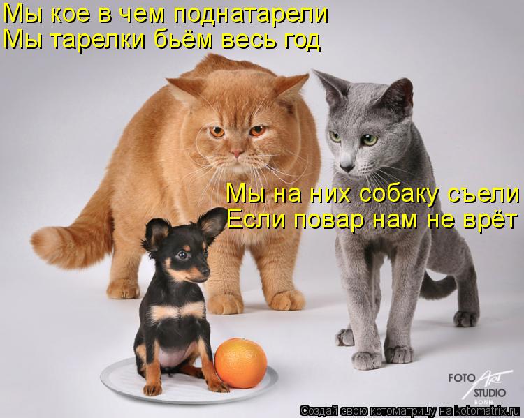Мы кое в чем поднатарели Мы тарелки бьём весь год Мы на них собаку съели Если повар нам не врёт... Котоматрица: Мы кое в чем поднатарели Мы тарелки бьём весь год Мы на них собаку съели Если повар нам не врёт