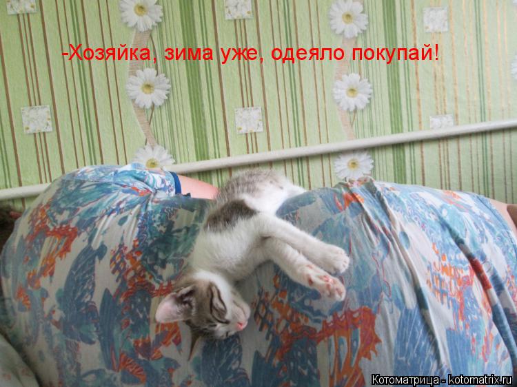 Котоматрица: -Хозяйка, зима уже, одеяло покупай!