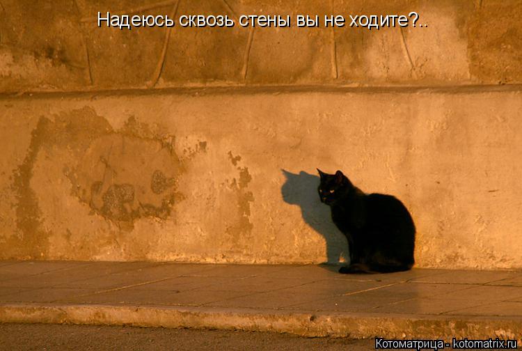 Котоматрица: Надеюсь сквозь стены вы не ходите?..