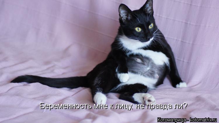 Котоматрица: Беременность мне к лицу, не правда ли?