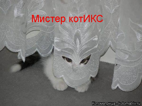 Котоматрица: Мистер котИКС