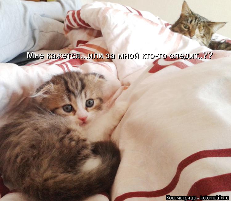 Котоматрица: Мне кажется...или за мной кто-то следит..??