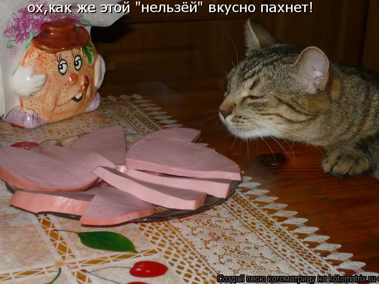 Котоматрица: ох,как же этой "нельзёй" вкусно пахнет!