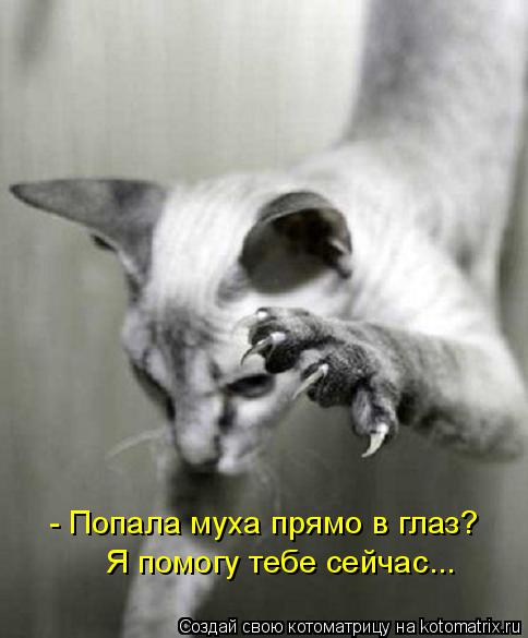 Котоматрица: - Попала муха прямо в глаз? Я помогу тебе сейчас...