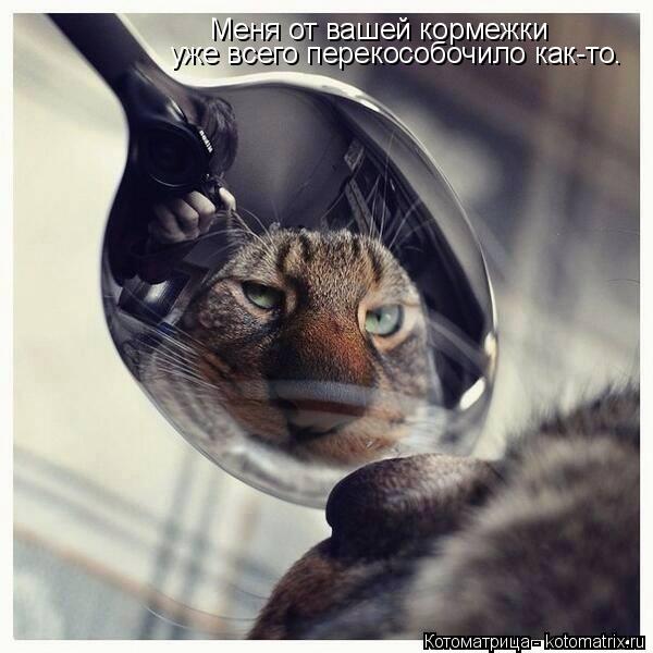 Котоматрица: Меня от вашей кормежки  уже всего перекособочило как-то.
