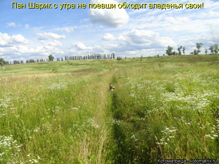 Котоматрица: Пан Шарик с утра не поевши обходит владенья свои!