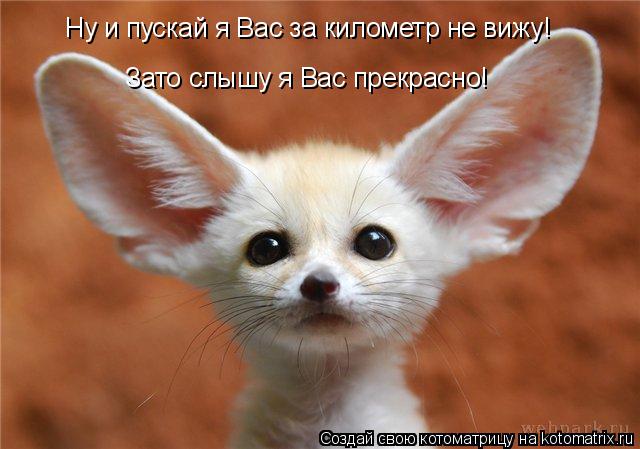 Котоматрица: Ну и пускай я Вас за километр не вижу! Зато слышу я Вас прекрасно!