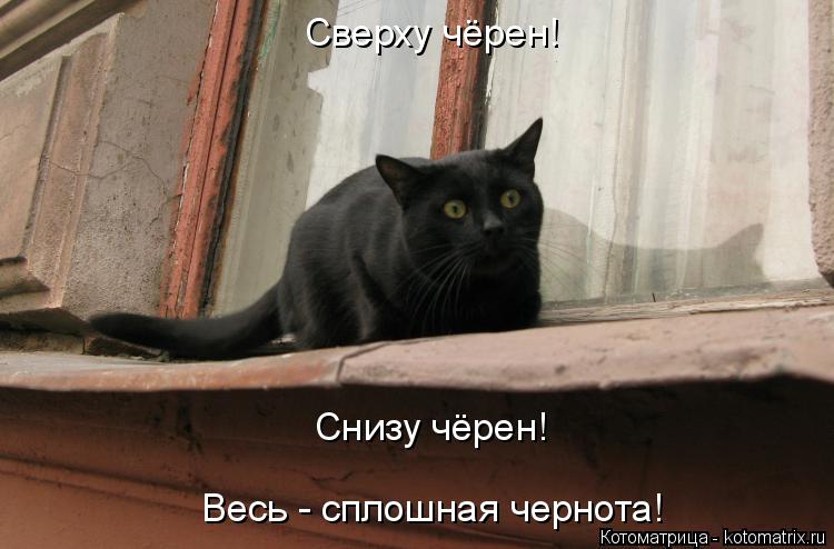 Котоматрица: Сверху чёрен! Снизу чёрен! Весь - сплошная чернота!