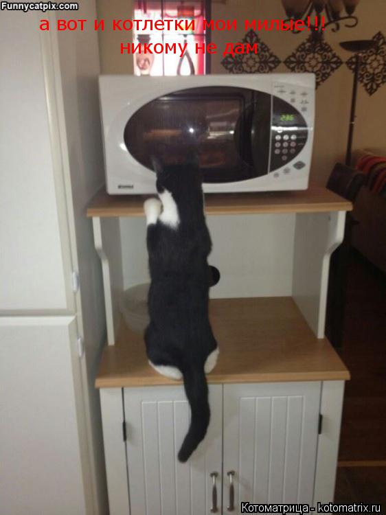 Котоматрица: а вот и котлетки мои милые!!! никому не дам