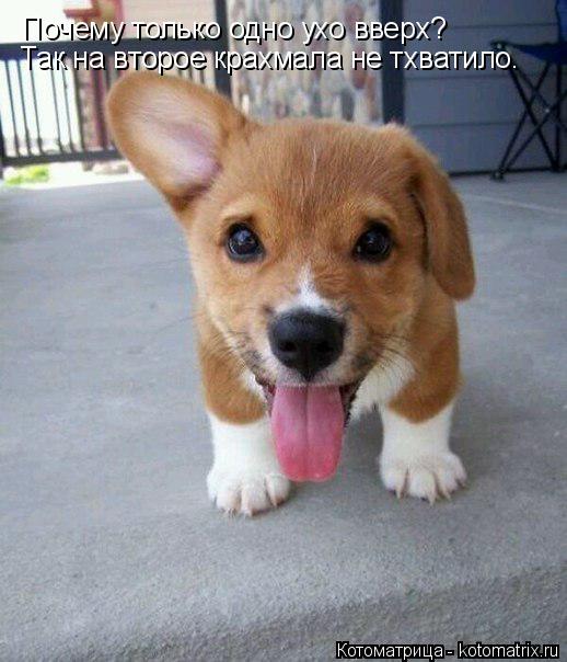 Котоматрица: Почему только одно ухо вверх? Так на второе крахмала не тхватило.