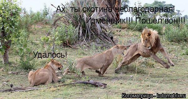 Котоматрица: Удалось! Ах, ты скотина неблагодарная!Изменщик, пошёл вон!!! Ах, ты скотина неблагодарная! Изменщик!!! Пошёл вон!!!