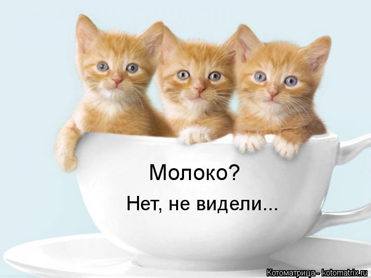 Молоко? Нет, не видели...... Котоматрица: Молоко? Нет, не видели...