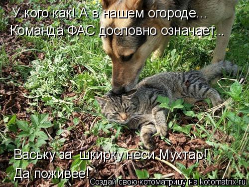 Котоматрица: У кого как! А в нашем огороде... Команда ФАС дословно означает... Ваську за  шкирку неси Мухтар! Да поживее!