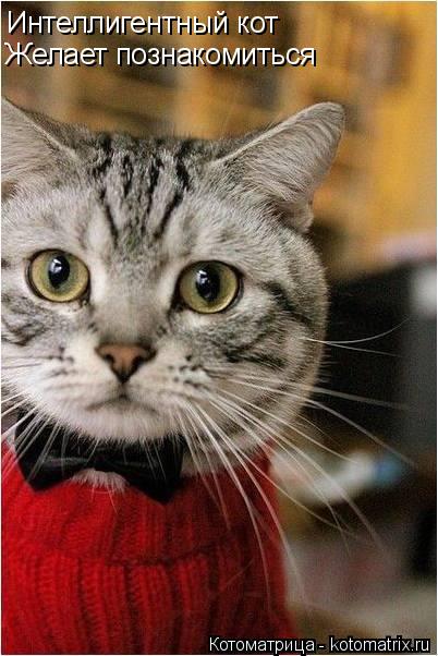 Котоматрица: Интеллигентный кот Желает познакомиться