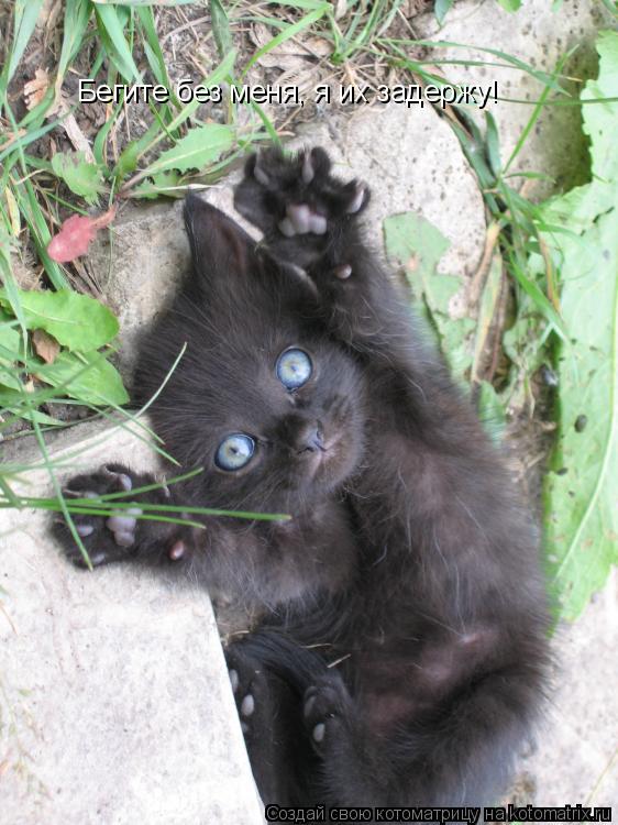 Котоматрица: Бегите без меня, я их задержу!