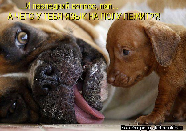 ...И последний вопрос, пап... А ЧЕГО У ТЕБЯ ЯЗЫК НА ПОЛУ ЛЕЖИТ??!... Котоматрица: ...И последний вопрос, пап... А ЧЕГО У ТЕБЯ ЯЗЫК НА ПОЛУ ЛЕЖИТ??!