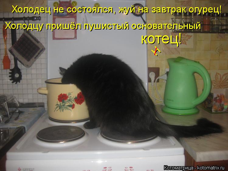 Холодец не состоялся, жуй на завтрак огурец! Холодцу пришёл пушистый основательный котец! Н /... Котоматрица: Холодец не состоялся, жуй на завтрак огурец! Холодцу пришёл пушистый основательный котец! Н /