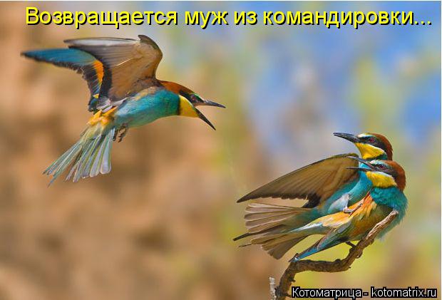 Котоматрица: Возвращается муж из командировки...