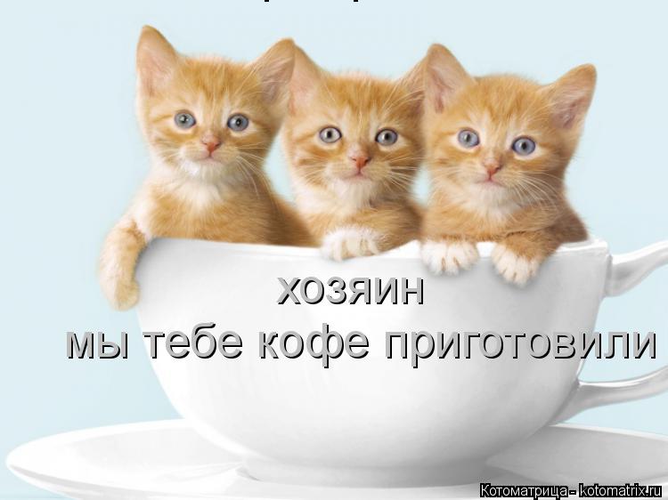 Котоматрица: хозяин  мы тебе кофе приготовили мы тебе кофе приготовили