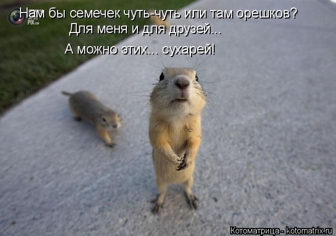 Нам бы семечек чуть-чуть или там орешков? Для меня и для друзей... А можно этих... сухарей!... Котоматрица: Нам бы семечек чуть-чуть или там орешков? Для меня и для друзей... А можно этих... сухарей!