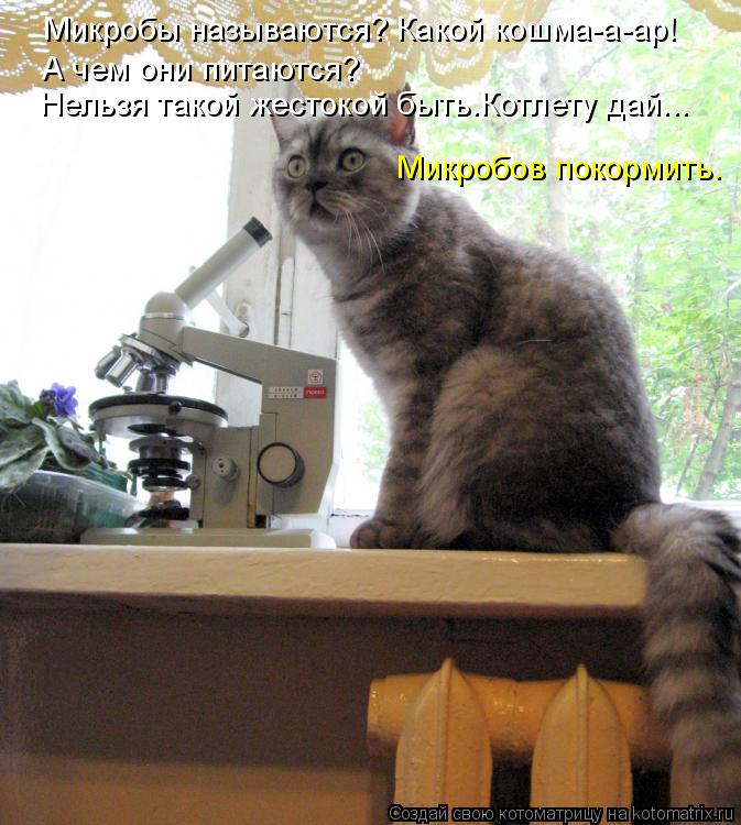 Котоматрица: Микробы называются? Какой кошма-а-ар!  А чем они питаются? Нельзя такой жестокой быть.Котлету дай... Микробов покормить.
