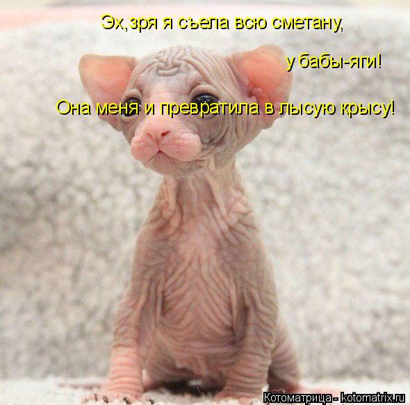 Котоматрица: Эх,зря я съела всю сметану, у бабы-яги! Она меня и превратила в лысую крысу!