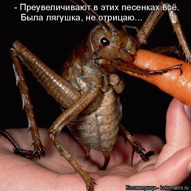 Котоматрица: - Преувеличивают в этих песенках всё. Была лягушка, не отрицаю...