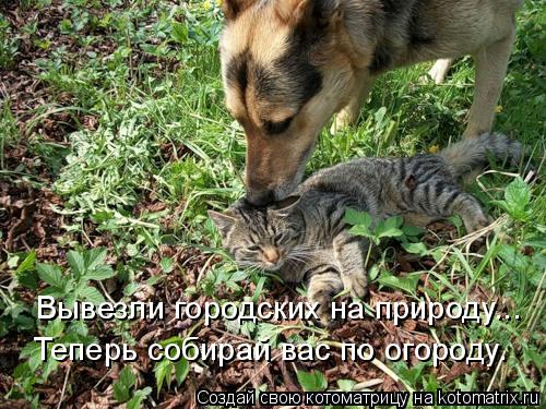 Вывезли городских на природу... Теперь собирай вас по огороду.... Котоматрица: Вывезли городских на природу... Теперь собирай вас по огороду.