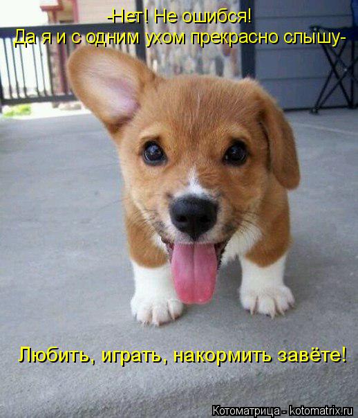 Котоматрица: Любить, играть, накормить завёте! Да я и с одним ухом прекрасно слышу-  -Нет! Не ошибся!