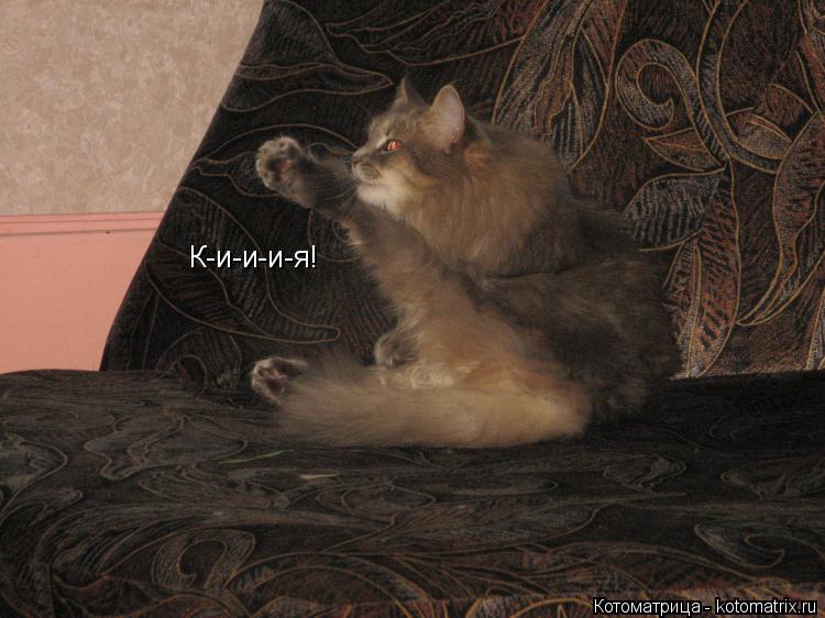 Котоматрица: К-и-и-и-я!