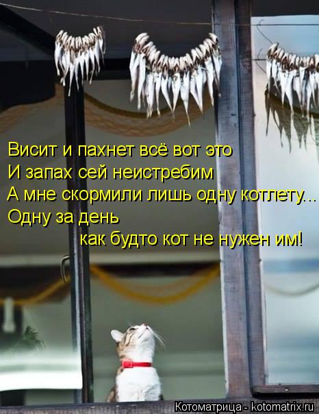 Котоматрица: Висит и пахнет всё вот это  И запах сей неистребим  А мне скормили лишь одну котлету... Одну за день  как будто кот не нужен им!