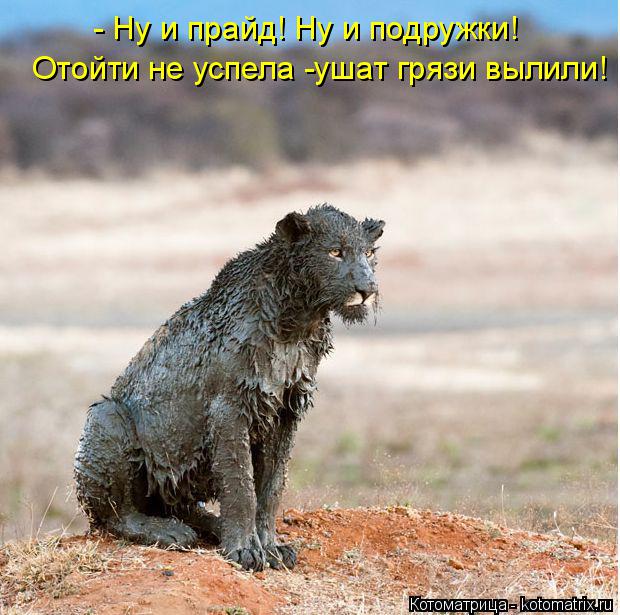 Котоматрица: - Ну и прайд! Ну и подружки! Отойти не успела -ушат грязи вылили!