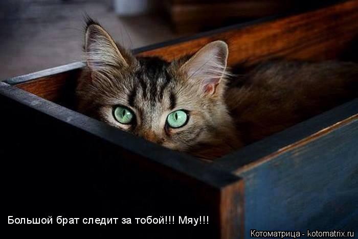 Котоматрица: Большой брат следит за тобой!!! Мяу!!!