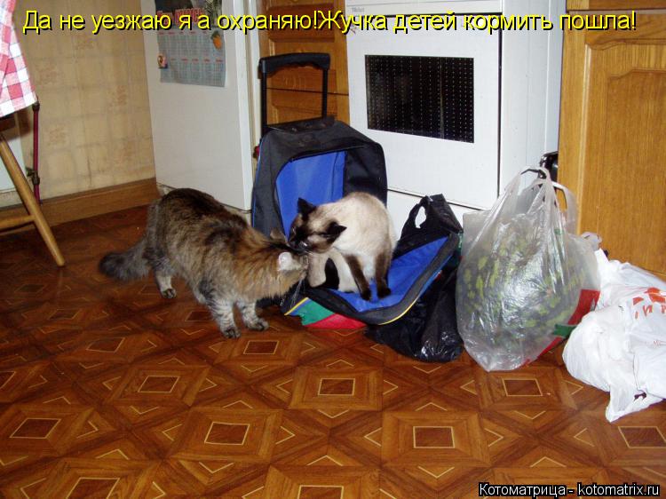 Котоматрица: Да не уезжаю я а охраняю!Жучка детей кормить пошла!