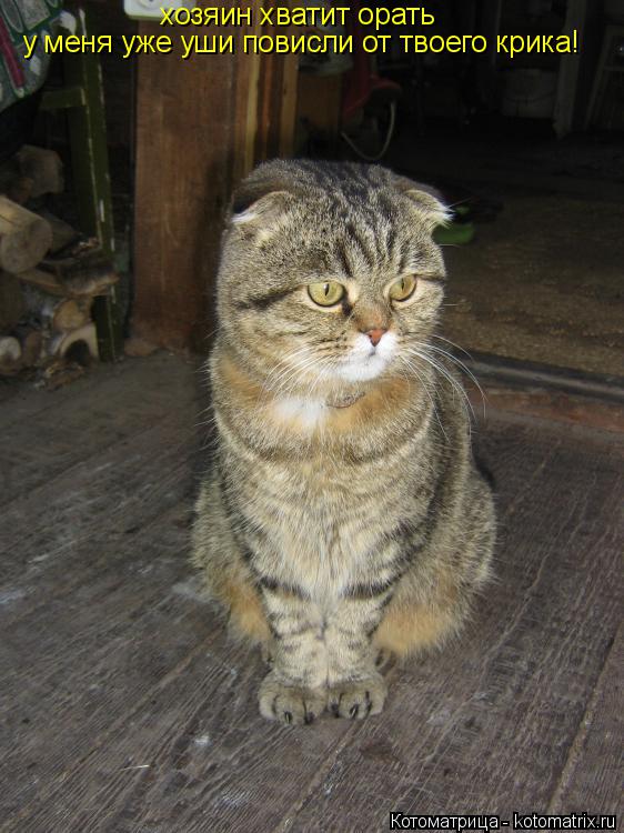 Котоматрица: хозяин хватит орать у меня уже уши повисли от твоего крика!