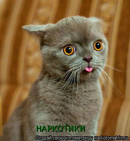 Котоматрица: НАРКОТИКИ