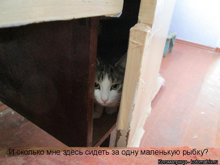 И сколько мне здесь сидеть за одну маленькую рыбку?... Котоматрица: И сколько мне здесь сидеть за одну маленькую рыбку?
