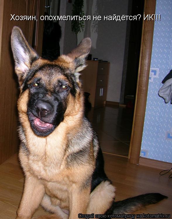 Котоматрица: Хозяин, опохмелиться не найдётся? ИК!!!