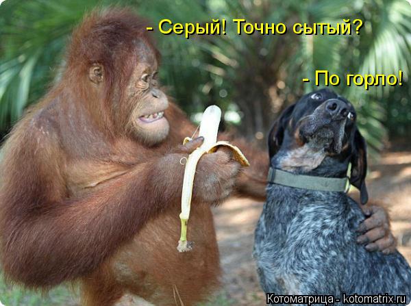 Котоматрица: - Серый! Точно сытый? - По горло!