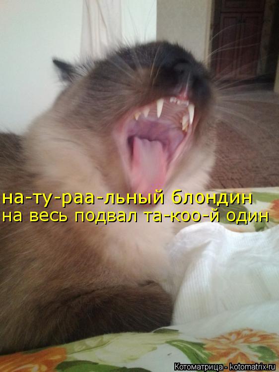 на весь подвал та-коо-й один на-ту-раа-льный блондин... Котоматрица: на весь подвал та-коо-й один на-ту-раа-льный блондин