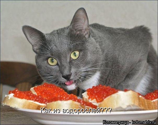 Котоматрица: Как из водорослей???