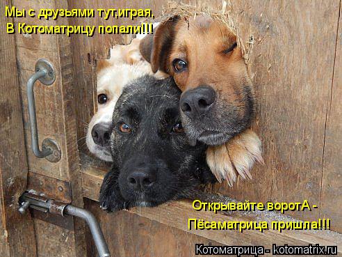 Котоматрица: Мы с друзьями тут,играя, В Котоматрицу попали!!! Открывайте воротА -  Пёсаматрица пришла!!!
