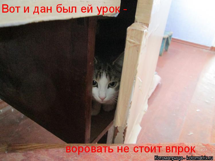 Котоматрица: Вот и дан был ей урок -  воровать не стоит впрок