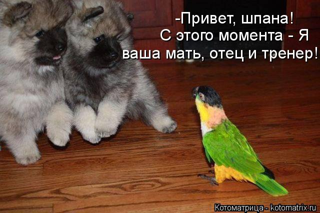 Котоматрица: -Привет, шпана! С этого момента - Я ваша мать, отец и тренер!
