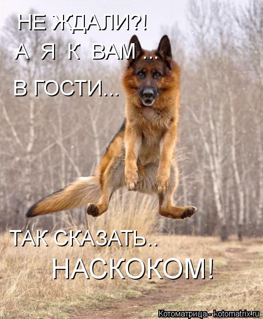 Котоматрица: НЕ ЖДАЛИ?! НАСКОКОМ! А  Я  К  ВАМ ... В ГОСТИ... ТАК СКАЗАТЬ..