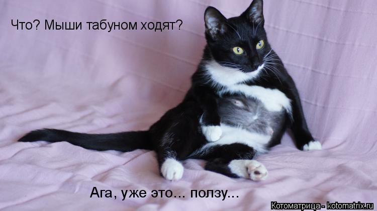 Котоматрица: Что? Мыши табуном ходят?  Ага, уже это... ползу...